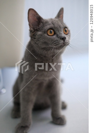 3 months old British Shorthair cat standing on the floor, looking around 120948015