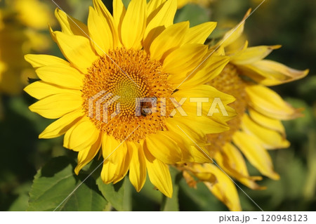 秋の庭に咲く遅咲きのヒマワリの花の蜜を吸うミツバチ 120948123
