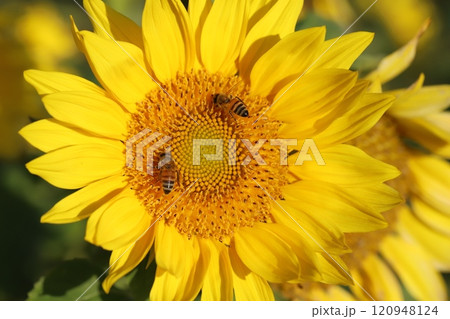 秋の庭に咲く遅咲きのヒマワリの花の蜜を吸うミツバチ 120948124