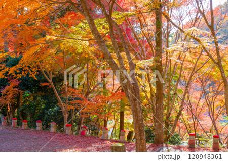 兵庫県三木市にある大谷山 大谿寺 伽耶院(だいけいじきゃらいん)境内の紅葉が見頃のお庭にある地蔵さん 兵庫県三木市にある大谷山 大谿寺 伽耶院(だいけいじきゃらいん)境内の紅葉が見頃のお庭にある地蔵さん 120948361