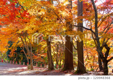 兵庫県三木市にある大谷山 大谿寺 伽耶院(だいけいじきゃらいん)境内の紅葉が見頃のお庭にある地蔵さん 兵庫県三木市にある大谷山 大谿寺 伽耶院(だいけいじきゃらいん)境内の紅葉が見頃のお庭にある地蔵さん 120948368