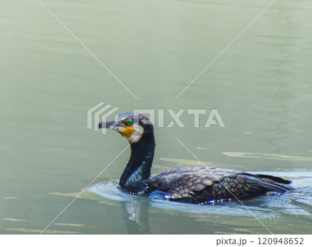 川で泳ぐカワウ 川で泳ぐカワウ 120948652