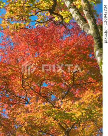 箱根・芦ノ湖畔の鮮やかな紅葉　自然風景（2022年11月） 120948734