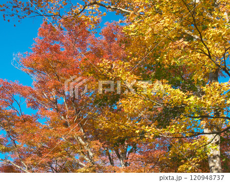 箱根・芦ノ湖畔の鮮やかな紅葉 自然風景(2022年11月) 箱根・芦ノ湖畔の鮮やかな紅葉 自然風景(2022年11月) 120948737