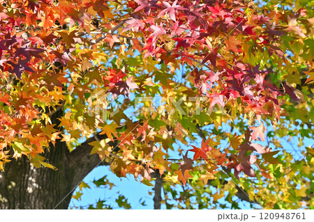 爽やかな青空と紅葉したモミジバフウ　美しいグラデーション 120948761