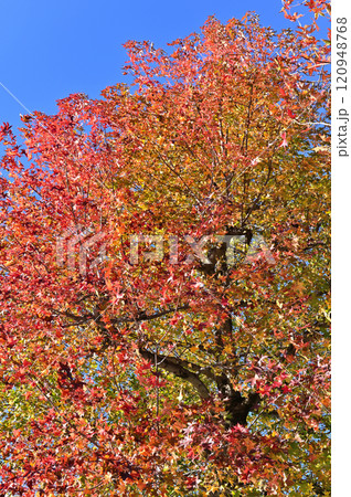 爽やかな青空と紅葉したモミジバフウ　美しいグラデーション 120948768