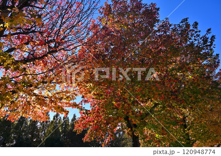 爽やかな青空と紅葉したモミジバフウ　美しいグラデーション 120948774