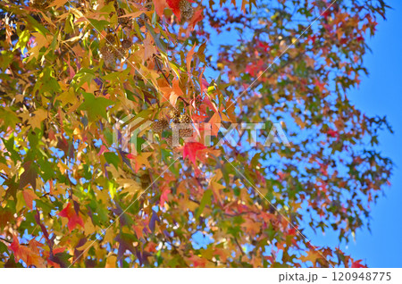 爽やかな青空と紅葉したモミジバフウ 美しいグラデーション 爽やかな青空と紅葉したモミジバフウ 美しいグラデーション 120948775
