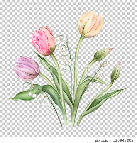 Bouquet of Pastel multi-colored Tulips and tender poured lily of the valley. Watercolor Hand drawn illustration delicate garden composition perennial bulbous flower for spring wedding design or card 120948802