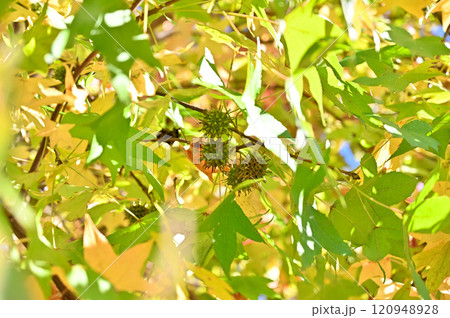 紅葉したモミジバフウと果実 紅葉したモミジバフウと果実 120948928