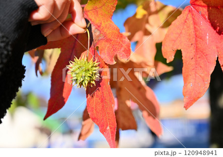 果実を持つ手と美しく紅葉したモミジバフウ 果実を持つ手と美しく紅葉したモミジバフウ 120948941