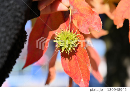 果実を持つ手と美しく紅葉したモミジバフウ 120948943