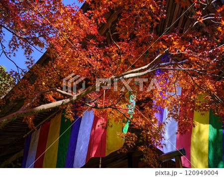 《高知県》竹林寺の紅葉 120949004