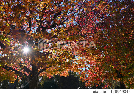 爽やかな青空と太陽　紅葉したモミジバフウ　逆光撮影 120949045