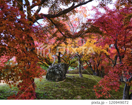 岡山後楽園の紅葉 120949072