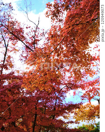 岡山後楽園の紅葉 岡山後楽園の紅葉 120949073