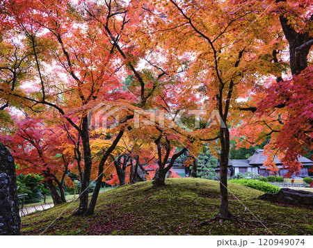 岡山後楽園の紅葉 120949074