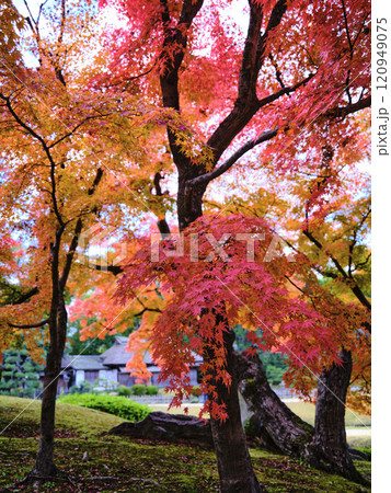 岡山後楽園の紅葉 120949075