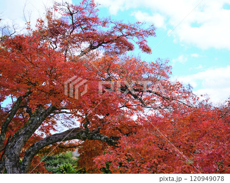 岡山後楽園の紅葉 120949078