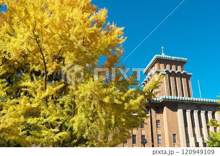 黄色く色づいたイチョウの大樹と神奈川県庁キングの塔 120949109