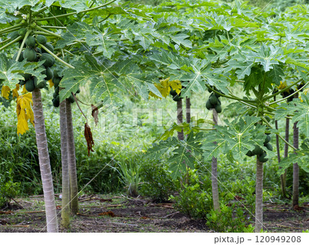 Close-up of green papayas growing on trees in a tropical plantation.  120949208