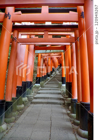 伏見稲荷大社・千本鳥居(京都・伏見区) 伏見稲荷大社・千本鳥居(京都・伏見区) 120949267