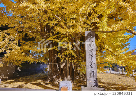 千葉県市川市　葛飾八幡宮の千本公孫樹 120949331