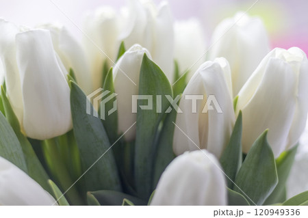 Close up shot of the bouquet of the white tulips 120949336
