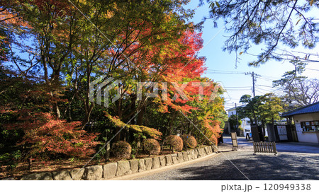 葉山しおさい公園の紅葉 葉山しおさい公園の紅葉 120949338