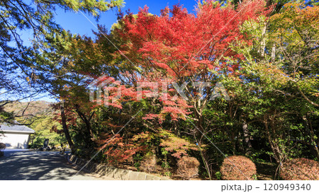 葉山しおさい公園の紅葉 葉山しおさい公園の紅葉 120949340