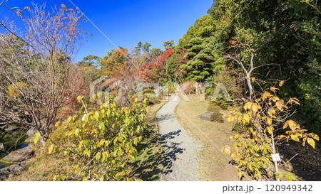 葉山しおさい公園の紅葉 葉山しおさい公園の紅葉 120949342