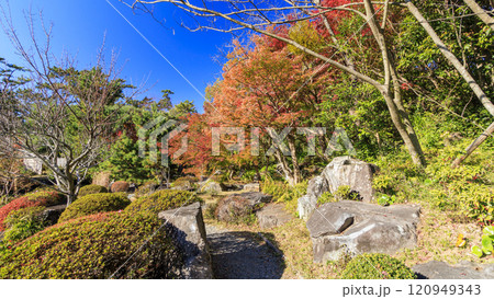 葉山しおさい公園の紅葉 葉山しおさい公園の紅葉 120949343