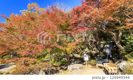 葉山しおさい公園の紅葉 葉山しおさい公園の紅葉 120949344