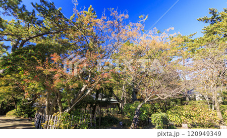 葉山しおさい公園の紅葉 葉山しおさい公園の紅葉 120949349