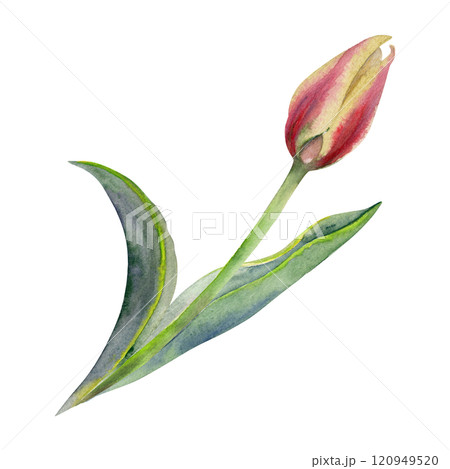 Spring bulb flower, yellow and red tulip bud with stem and green leaves, isolated botanical illustration hand drawn in watercolor. Single element object for wedding bouquet, florist shop, stationery. 120949520