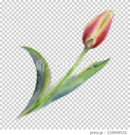 Spring bulb flower, yellow and red tulip bud with stem and green leaves, isolated botanical illustration hand drawn in watercolor. Single element object for wedding bouquet, florist shop, stationery. 120949520