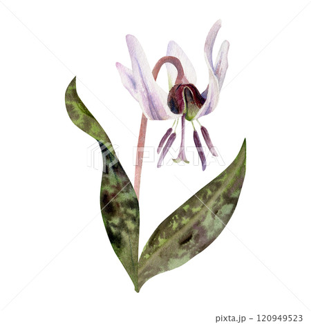 Spring flower, erythronium fawn trout lily with stem and spotted green leaves, isolated botanical illustration hand drawn in watercolor. Single element for wedding bouquet, florist shop, stationery. 120949523