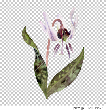 Spring flower, erythronium fawn trout lily with stem and spotted green leaves, isolated botanical illustration hand drawn in watercolor. Single element for wedding bouquet, florist shop, stationery. 120949523