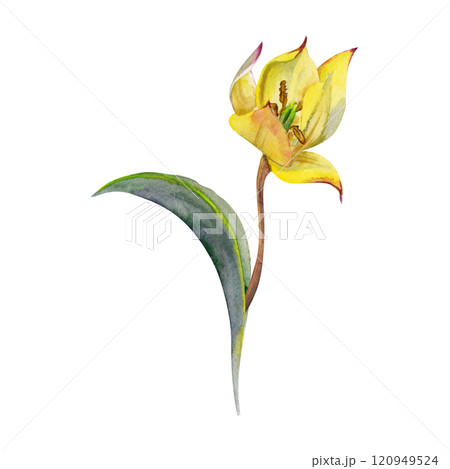 Spring bulb flower, red and yellow tulip with stem and green leaves, isolated botanical illustration hand drawn in watercolor. Single element object for wedding bouquet, florist shop, stationery. 120949524