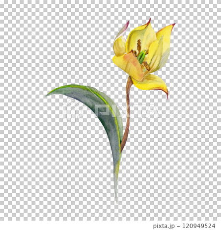 Spring bulb flower, red and yellow tulip with stem and green leaves, isolated botanical illustration hand drawn in watercolor. Single element object for wedding bouquet, florist shop, stationery. 120949524