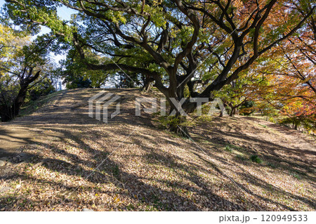 二子山古墳の巨木群　群馬県前橋市 120949533