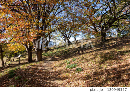 二子山古墳の巨木群 群馬県前橋市 二子山古墳の巨木群 群馬県前橋市 120949537