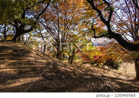 二子山古墳の巨木群 群馬県前橋市 二子山古墳の巨木群 群馬県前橋市 120949568