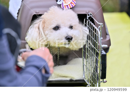 クレートに入るトイプードルと飼い主の女性 120949599