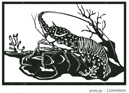 海中の伊勢えび白黒魚イラスト 120949604