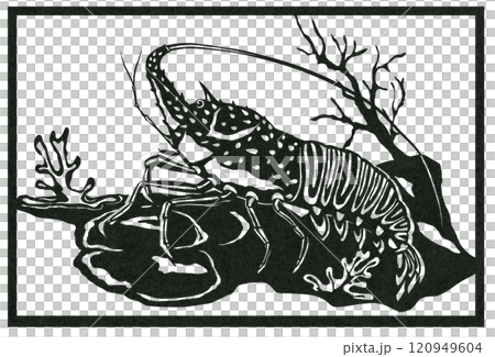 海中の伊勢えび白黒魚イラスト 120949604