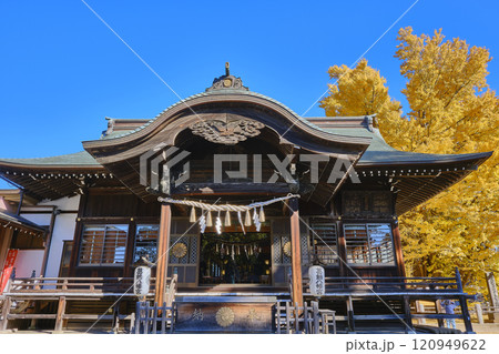 千葉県市川市　葛飾八幡宮　本殿と千本公孫樹 120949622