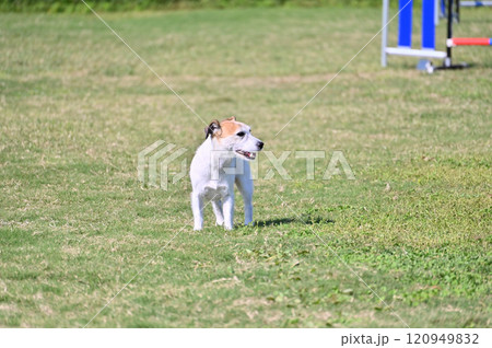 女性とドッグランで遊ぶジャックラッセルテリア 女性とドッグランで遊ぶジャックラッセルテリア 120949832