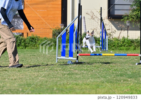 女性とドッグランで遊ぶジャックラッセルテリア　 120949833