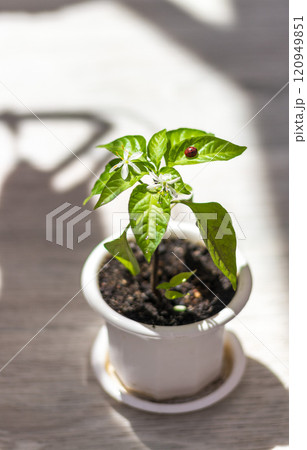 Lady bag rests on the leaves of the plant. 120949851